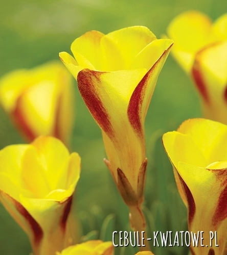 Oxalis - Szczawik Golden Cape 1 szt.