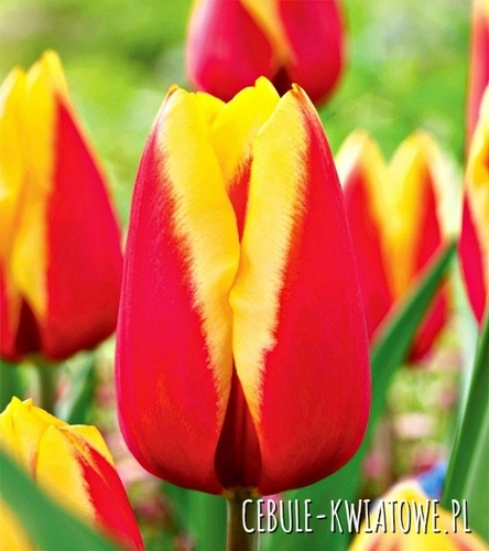 Tulipan Czerwono-Żółty 5 szt.