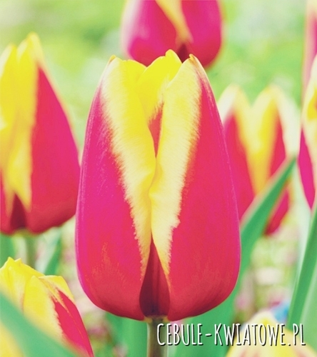 Tulipan Żółto-Różowy 5 szt.