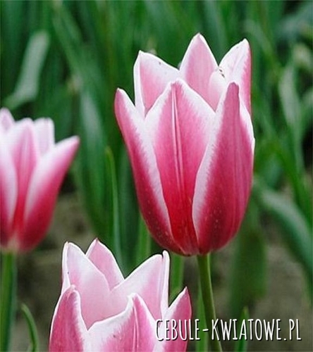 Tulipan Biało-Różowy 10 szt.