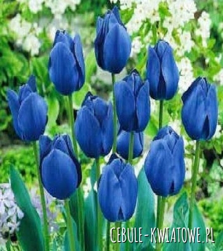 Tulipan Niebieski 100 szt.