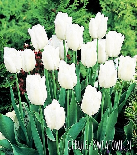 Tulipan Biały 50 szt.