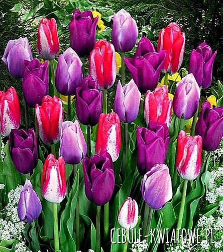 Tulipan Kolory Fioletu Mix 5 szt.