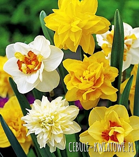 Narcyz Pełny Mix 10 szt.