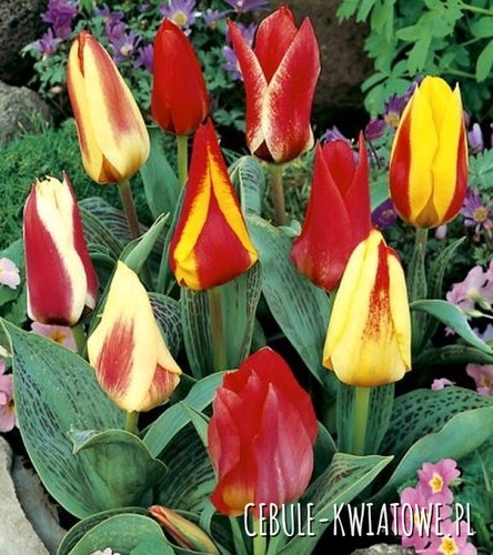 Tulipan Niski Mix 100 szt.
