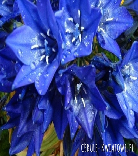 Brodiaea Queen Fabiola - Hiacynt Kalifornijski 10 szt.