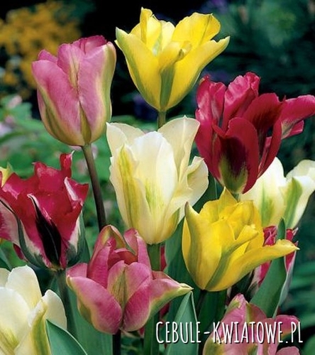 Tulipan Viridiflora Mix 10 szt.