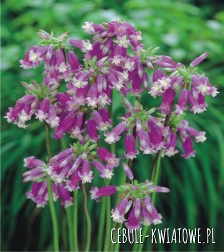 Dichelostemma 5 szt.