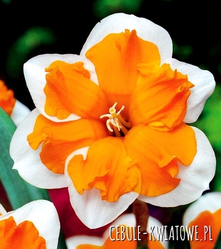 Narcyz Orangery 25 szt.