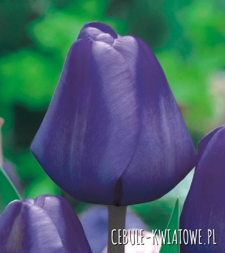 Tulipan Triumph Blue 25 szt.