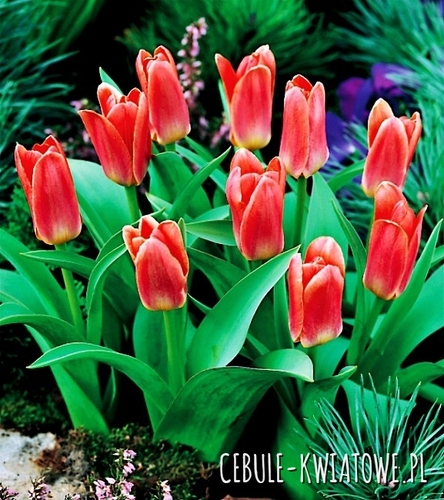 Tulipan Fashion 25 szt.