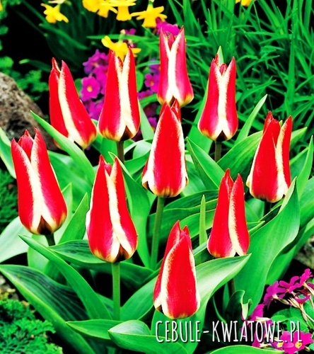 Tulipan Pinocchio 25 szt.