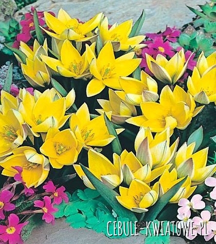 Tulipan Urumiensis 50 szt.