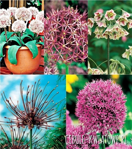 Zestaw Allium - Czosnek Ozdobny 2