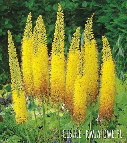 Eremurus Pustynnik Bungei 1 szt.