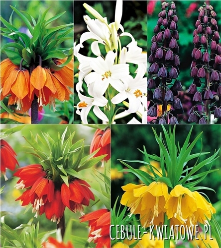 Zestaw Fritillaria - Korona Cesarska 1