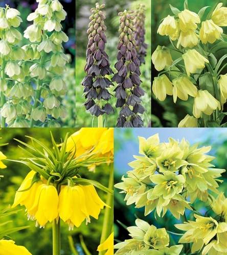 Zestaw Fritillaria - Korona Cesarska Dla Kolekcjonera