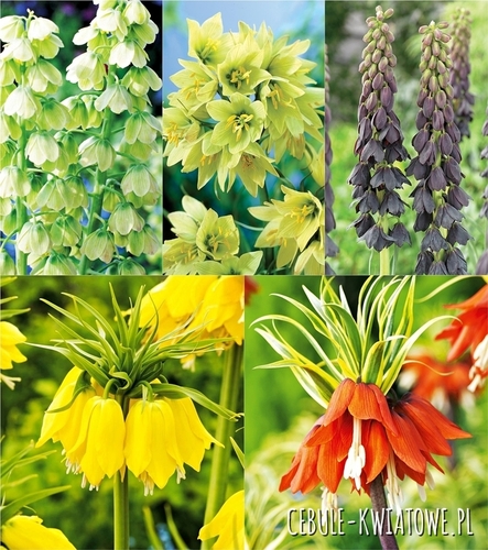 Zestaw Fritillaria - Korona Cesarska Dla Kolekcjonera