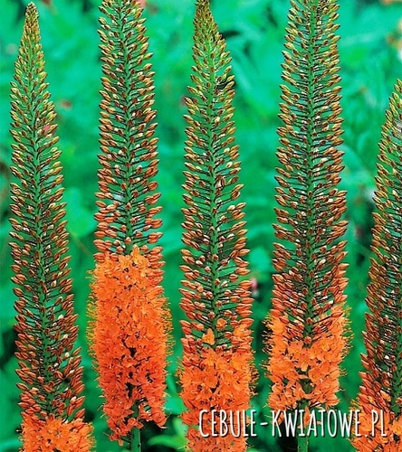 Eremurus Pustynnik Cleopatra 1 szt.