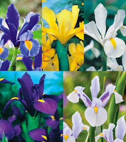 Zestaw Irys Holenderski 8/+