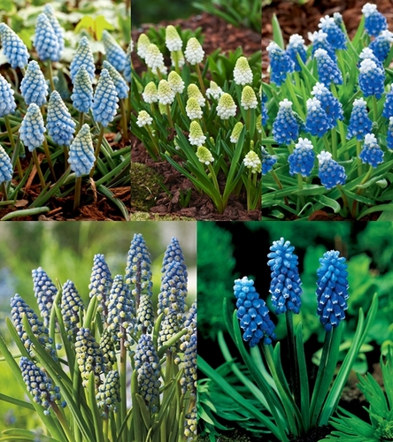 Zestaw Muscari - Szafirek 2