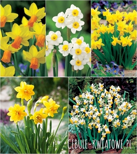 Zestaw Narcyz Botaniczny 1