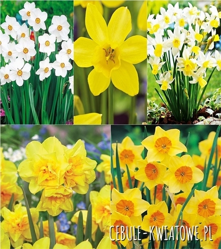 Zestaw Narcyz Botaniczny 2