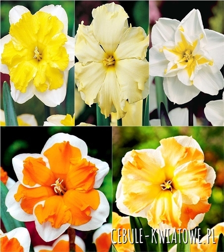 Zestaw Narcyz o Rozszczepionym Przykoronku 1