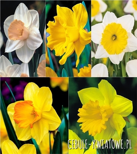 Zestaw Narcyz Promocyjny 12/14