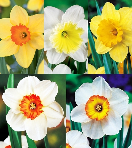 Zestaw Narcyz Wielkoprzykoronkowy