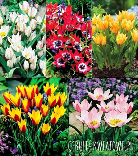 Zestaw Tulipan Botaniczny 2