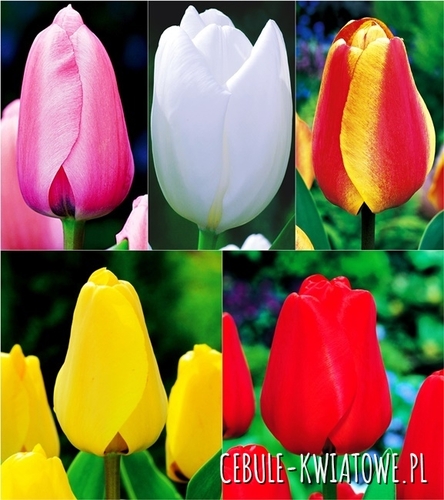 Zestaw Tulipan Darwina 1