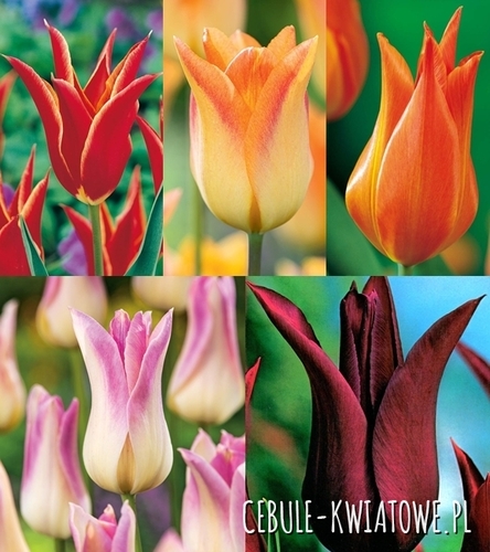 Zestaw Tulipan Liliokształtny 1