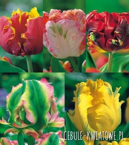 Zestaw Tulipan Papuzi 1