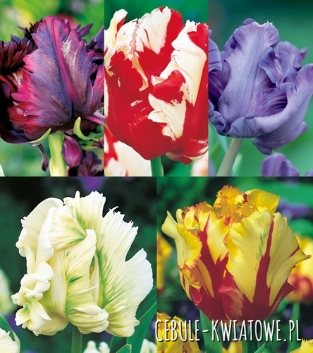 Zestaw Tulipan Papuzi 2