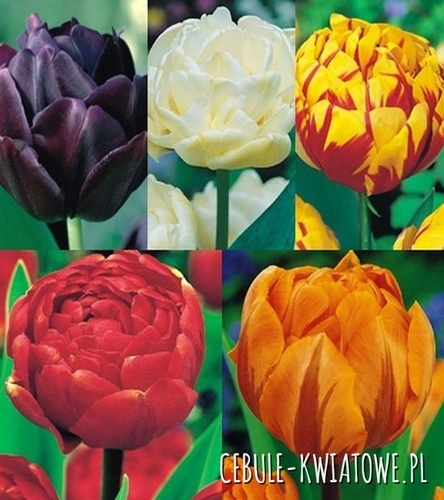 Zestaw Tulipan Pełny 11
