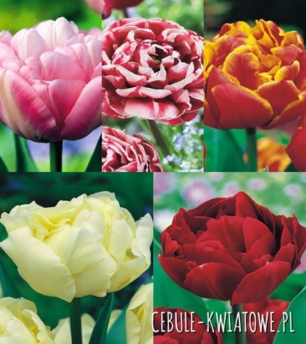 Zestaw Tulipan Triumph 12
