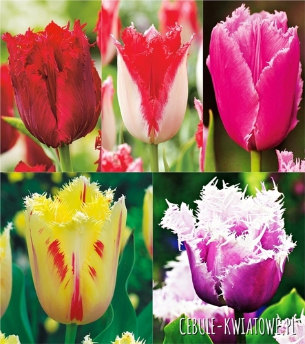 Zestaw Tulipan Strzępiasty 3