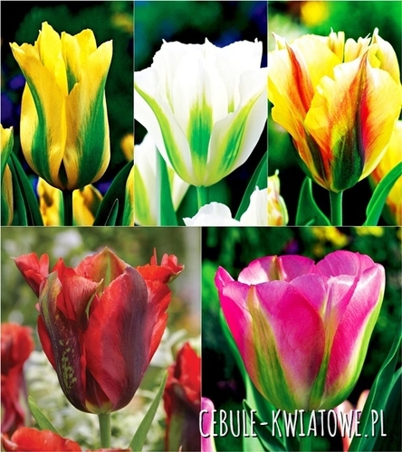 Zestaw Tulipan Viridiflora 1