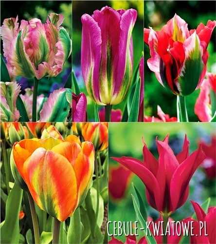 Zestaw Tulipan Viridiflora 2