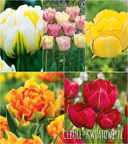 Zestaw Tulipan Dla Kolekcjonera 1