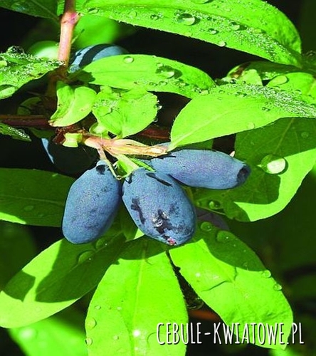 Jagoda Kamczacka Wołoszebnica - doniczka