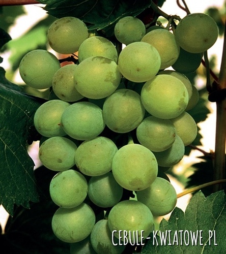 Winorośl Bianca - doniczka