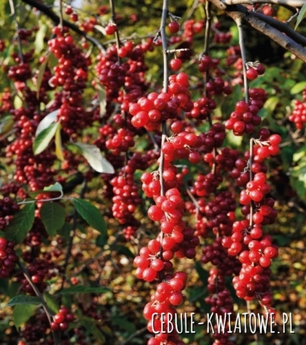 Cytryniec Chiński 1 szt - doniczka