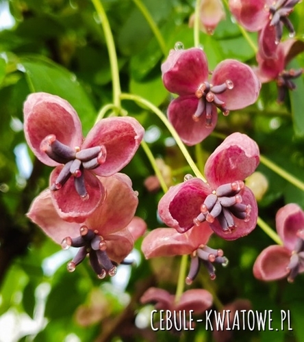 Akebia Pięciolistkowa-Akebia Quinata - doniczka