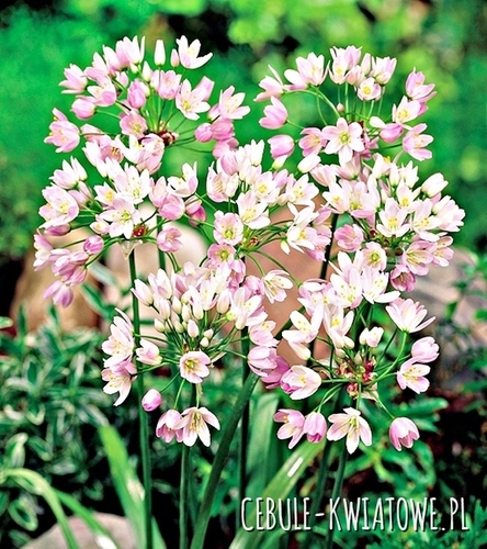 Allium Roseum - Czosnek Różowy 10 szt.