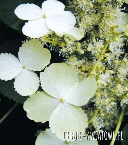 Hortensja Pnąca - doniczka