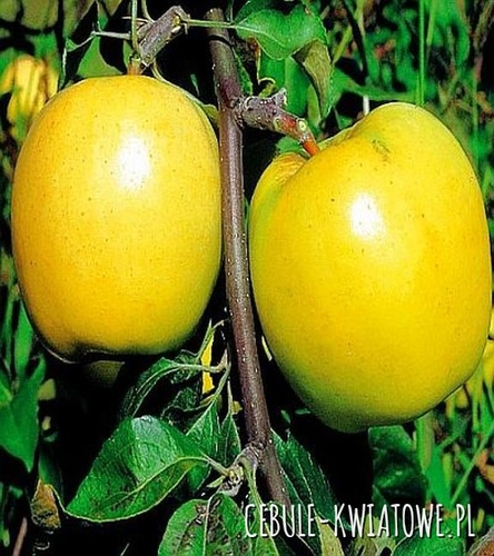 Jabłoń Antonówka Zwykła 1 szt.