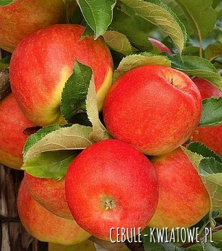 Jabłoń Jonagold 1 szt.