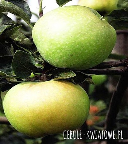 Jabłoń Kosztela 1 szt.